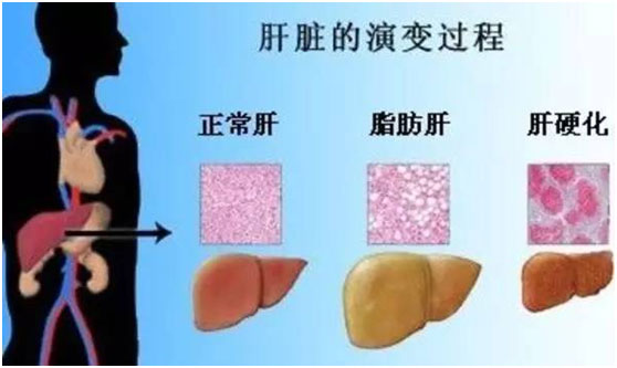 肝脏的演变过程
