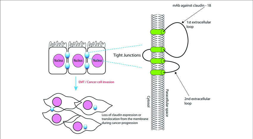 Microscopic-structure-of-tight-junctions-showing-claudin-182-with-binding-site-for.png
