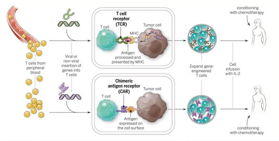 car-t-immunotherapy-cells-enlarge.jpg